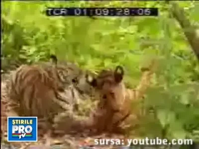 Daca s-au pus cu maimuta!!!