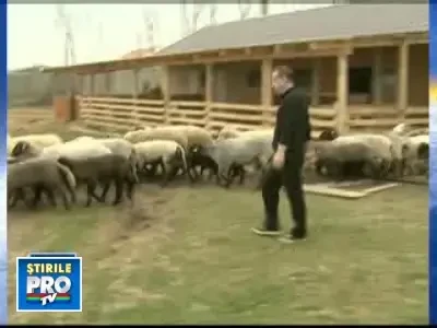 Inapoi la origini! Becali: Bun e laptele de oaie, toate venele-nmoaie