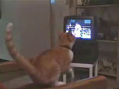 Lucian Bute si-a gasit "nasul"!