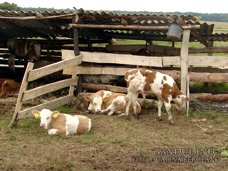 Abatoarele mortii in Indonezia. "Este sange peste tot. Animalele mor in chinuri"