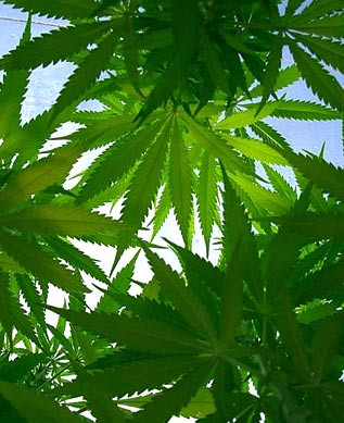 Intoxicati cu plante de "relaxare"