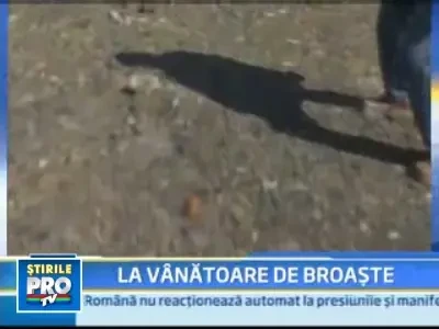 Romanul face bani din orice...chiar si de pe urma broastelor!