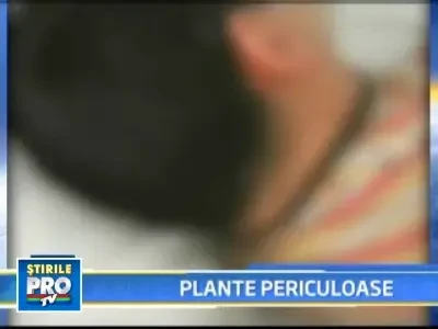 Intoxicati cu plante de "relaxare"