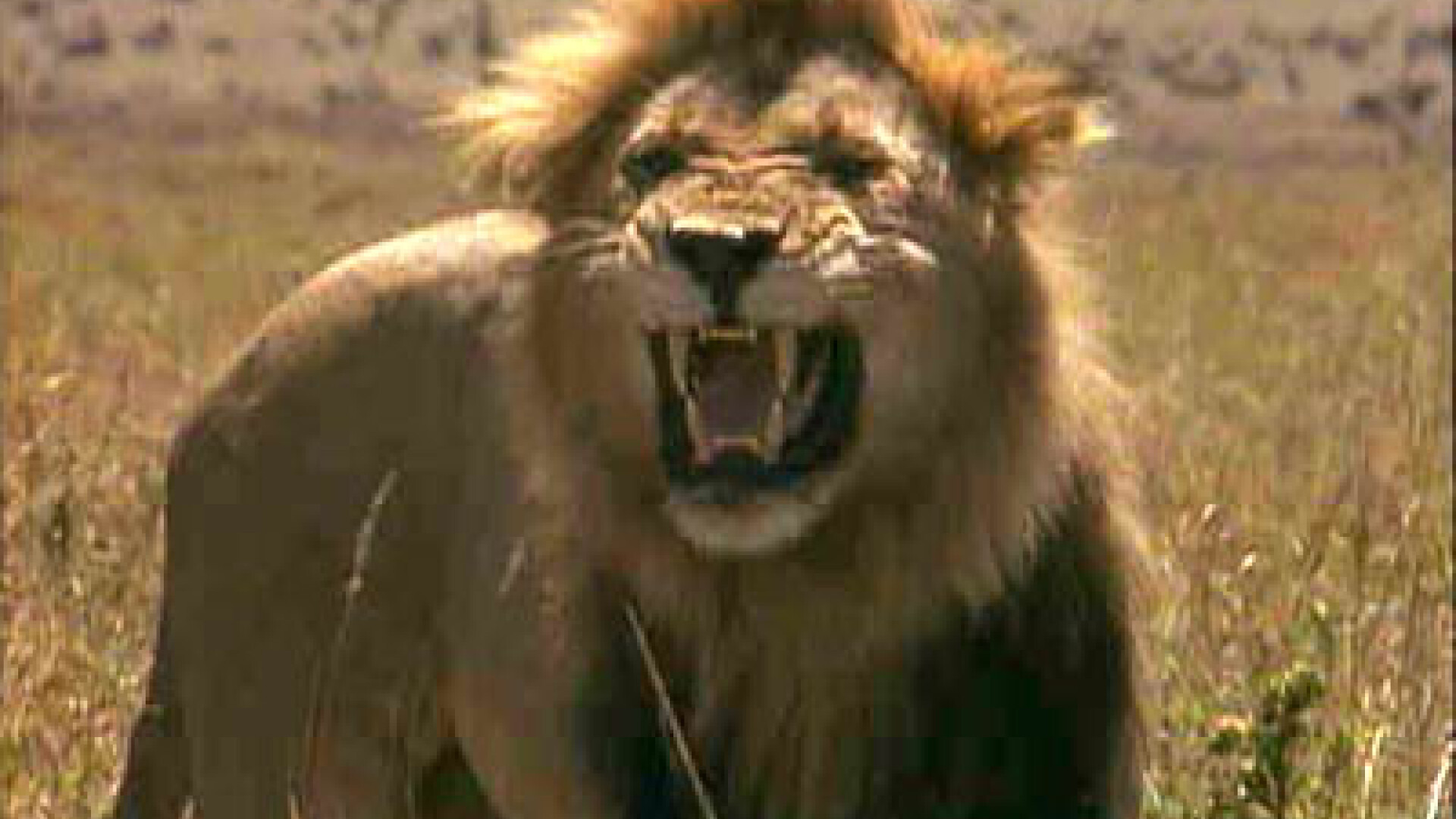 Incident extrem de rar la Zoo Dallas. Un leu a ucis o leoaica in fata vizitatorilor. VIDEO