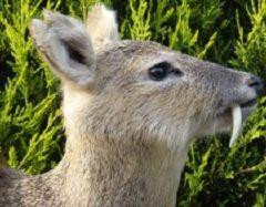 Insetate de sange! Caprioarele-vampir fac ravagii printre cainii englezilor