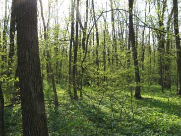 Controversa: 100 de hectare din padurea Baneasa, transformate in parc?