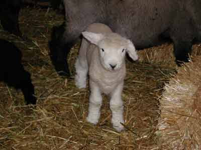 Pietele din Capitala, luate la puricat. Mieii nu se vand oriunde