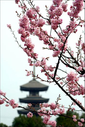 Superb! Spectacolul florilor de cires!