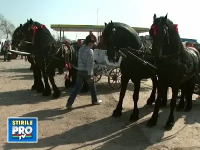 Crescatorii de cai vand exemplare si cu 50.000 de euro