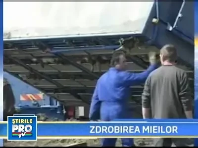 Macel pe sosea! Un camion plin cu miei s-a rasturnat la Satu Mare