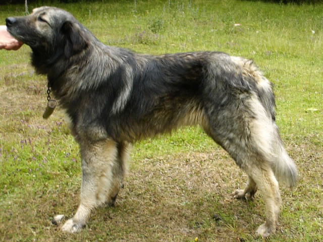 Paznicii stanelor s-au intrecut nu in vigilenta, ci in frumusete, la expozitia canina de la Bistrita