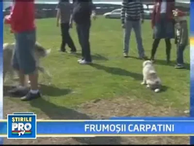 Cine e cel mai frumos ciobanesc din tara?