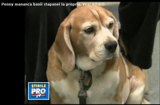 Penny mananca banii stapanei. La propriu. Vezi VIDEO