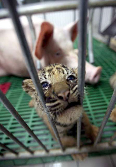 Cea mai frumoasa familie de la Zoo! Vezi IMAGINI!