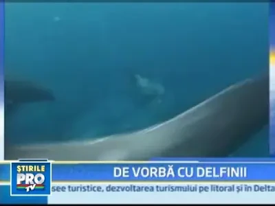 Primul ghid de conversatie om-delfin, in curs de aparitie?