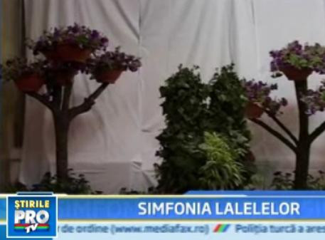 Incepe "Simfonia lalelelor" la Pitesti