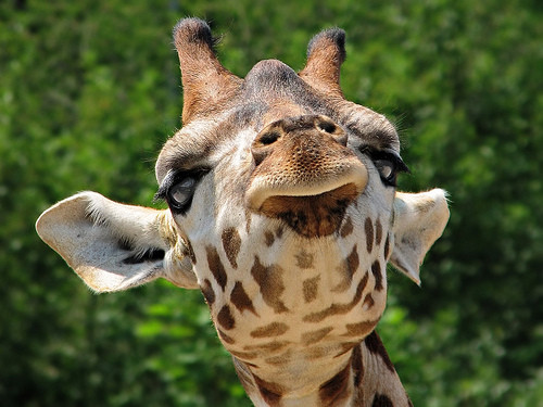 Girafa de la Zoo Praga