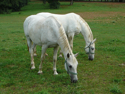Expozitie cabalina: Lipitanii sunt vedete la Galati