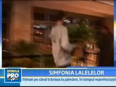 Incepe "Simfonia lalelelor" la Pitesti