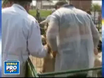 400 de mieluti sacrificati pe altarul Pastelui!
