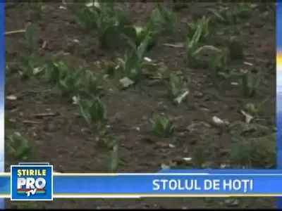 Suceava atacata de infractori inaripati! Florile le cad victime!