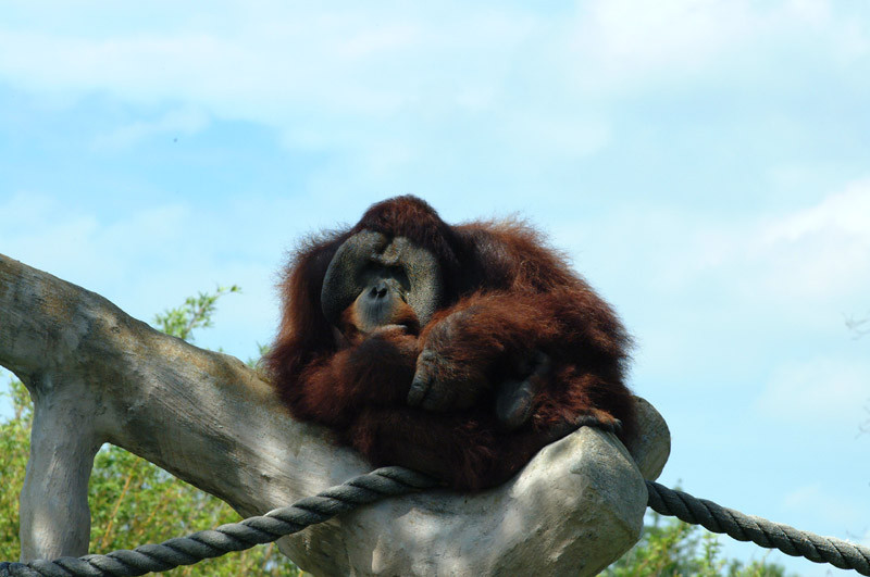 Lectie de evadare la o gradina zoo din Australia!