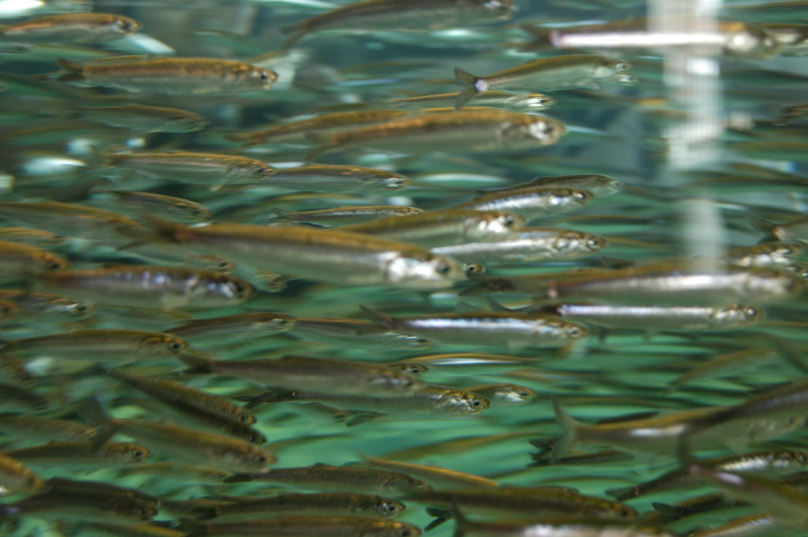 Scrumbia, regina Galatiului, de Florii!