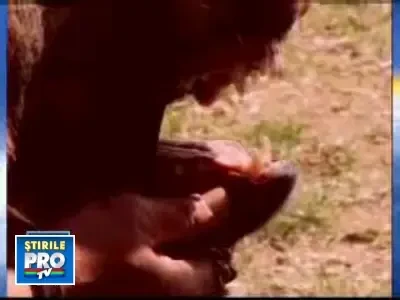 Poveste de groaza la Suceava: o femeie a fost ucisa de propriul caine!