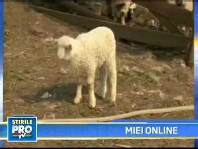 La vremuri noi, ciobani moderni. Vand mioare pe internet
