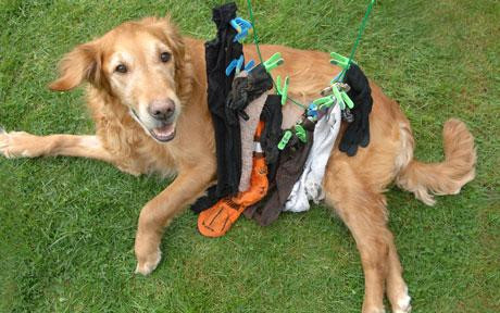 A inghitit 17 articole vestimentare!