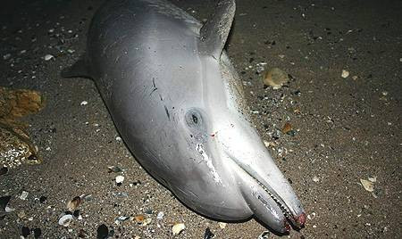 Masacru in Mediterana! Zeci de delfini ucisi de pescari