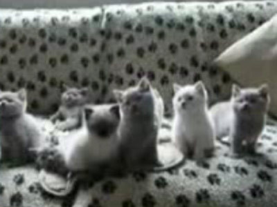 Noi concurenti la "Dansez pentru tine"? Ar putea!