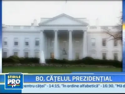 Cel mai bine pazit secret al SUA, dezvaluit! Vezi cainele familiei Obama