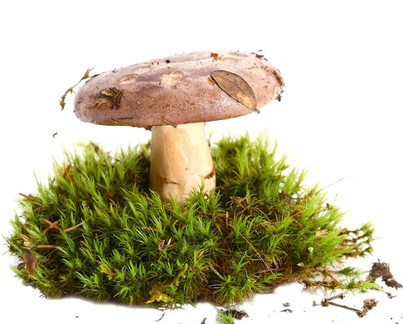 O familie intreaga a ajuns la spital din cauza ciupercilor otravitoare