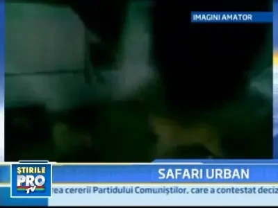 Safari urban in Targoviste! Leii umbla liberi pe strazi!