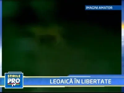 Leoaica la plimbare, prin Targoviste! A bagat spaima in locuitori