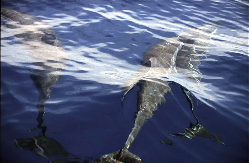 Incredibil! Mii de delfini au aparat un vas de atacul piratilor somalezi