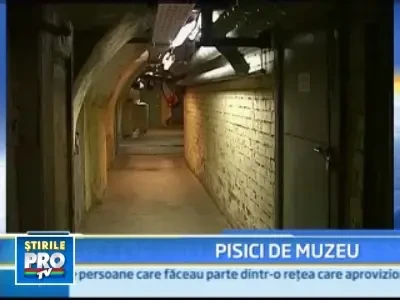 Pisicile care apara Muzeul Hermitage de rozatoare, sarbatorite!