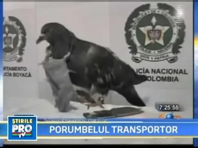 Porumbel dresat sa livreze componentele unui telefon mobil in inchisoare