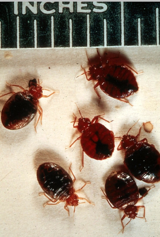 America, sub asediul gandacilor de dormitor!