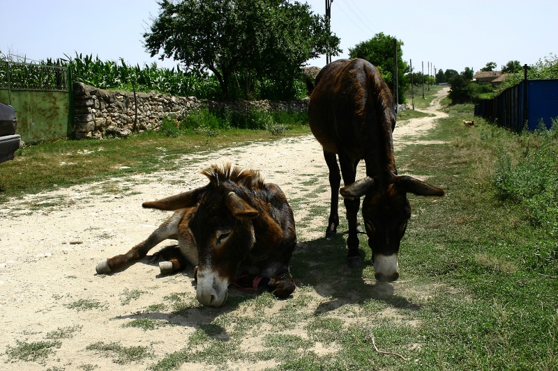 O fetita de 6 ani a murit, dupa ce a fost lovita de magarul familiei