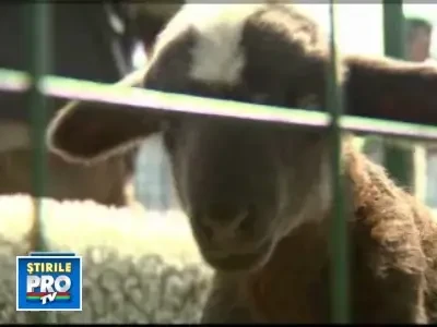 Au crescut preturile la carnea de miel, pe ultima suta de metri