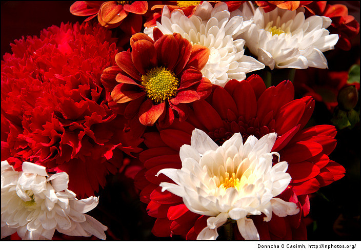 Care alegorice pline de flori multicolore au defilat pe strazile din Oradea si Debrecen