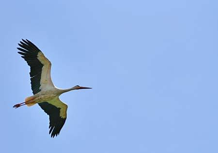 Sperietura cainilor rosii! Avionul echipei Dinamo, avariat in zbor!