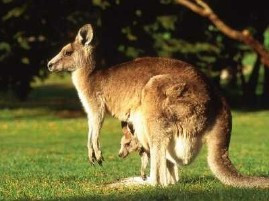 Aparitie rara in gradina unei englezoaice: un cangur topaia printre flori