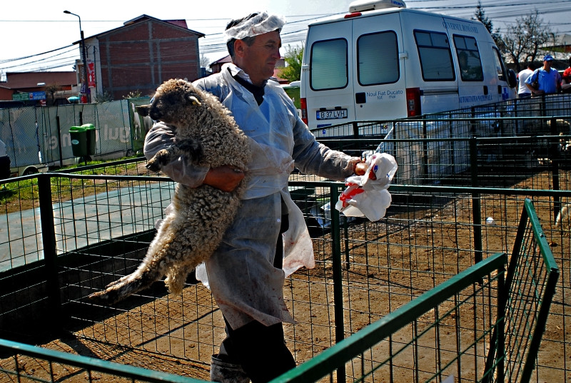 Romanii s-au inghesuit sa cumpere miei si sambata, desi pretul a crescut!