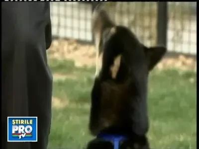 A lipit cainele de frigider la nervi