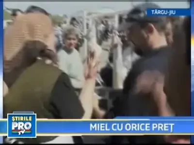 Romanii s-au inghesuit sa cumpere miei si sambata, desi pretul a crescut!