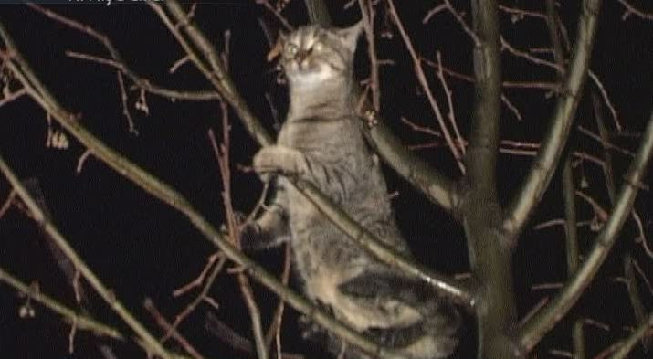 O pisica buclucasa a pus pe jar pompierii in Noaptea de Inviere!