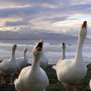 Interventie urgenta pentru salvarea... unei gaste